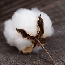 Incredible cotton bush for sale  Buchanan