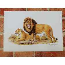 Lion lioness fieger for sale  Brussels