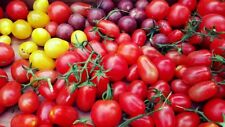 Tomaten fürs freiland gebraucht kaufen  Bayreuth