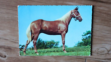 Pferde postkarte gebraucht kaufen  Olsberg