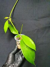 Hoya benitotanii new for sale  USA