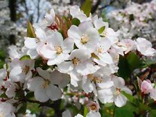 Tea crab apple for sale  Elko