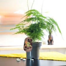 Asparagus fern evergreen for sale  BIRMINGHAM