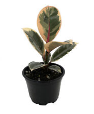 Tineke rubber tree for sale  Wadsworth