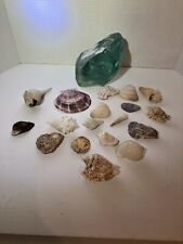 Seashells lot individually for sale  Ashland