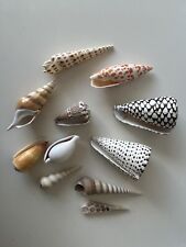 Collection shells b for sale  BRISTOL