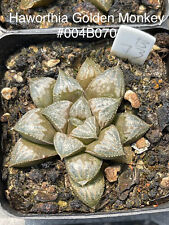 Haworthia golden monkey for sale  Ireland