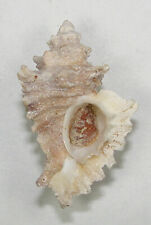MUREX ERINACEOIDES 37.75mm BEAUTIFUL SPECIMEN Playa Alicia, Baja Norte, Mexico, used for sale  Shipping to South Africa