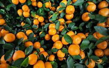Assorted citrus seeds for sale  USA