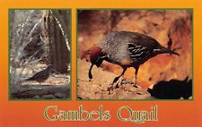 Gambel quail arizona for sale  Palm Bay