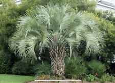 Mix Palms Seeds, 100 Bugia Capitata, 100 Chamaerops Humilis, 200 Whashingtonia R usato  Anzio
