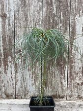 Chinese white pine for sale  CHORLEY
