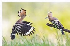 Wildlife postkarte vogel gebraucht kaufen  Deutschland