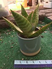 Aloe maculata soap for sale  Laguna Hills