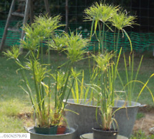 Plant papyrus cyperus d'occasion  Chazelles