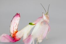 Orchid flower mantis for sale  CRAIGAVON