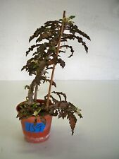 159 euphorbia spirosticha for sale  El Cajon