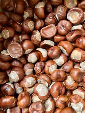 100 dried conkers for sale  SUTTON