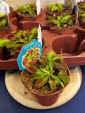 Dionaea muscipula venus for sale  BOOTLE