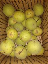 Black walnuts green for sale  King of Prussia