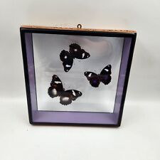 Mounted butterflies frame for sale  West Point