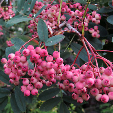 Sorbus hupehensis pink for sale  UK