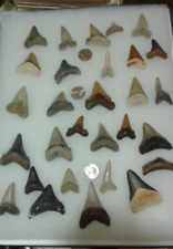 Shark tooth collection for sale  Cape Coral