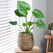 Unique monstera swiss for sale  UK