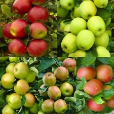 Apple tree seeds for sale  Kennett Square