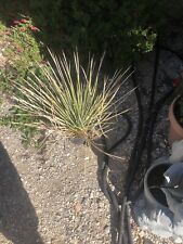Agave stricta one for sale  Benson