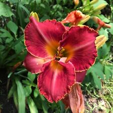 day lilies for sale  Portland