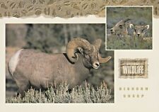 Vintage postcard sheep for sale  Tonawanda