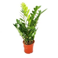 Cuore esotico - Zamioculcas zamiifolia - palma zamio - felce zamio vaso 14 cm usato  Spedire a Italy