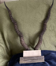 Antelope horns for sale  HINCKLEY