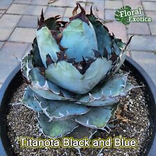 Agave titanota black for sale  West Covina