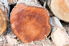 True mahogany tree for sale  Canton