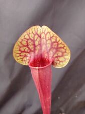 Sarracenia richard red for sale  SHEFFIELD