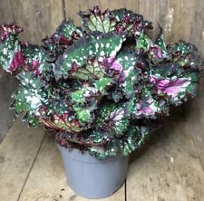 Begonia rex purple for sale  GREAT YARMOUTH