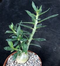 Pachypodium bispinosum 13cm for sale  EASTBOURNE