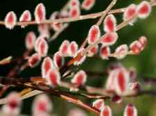 Salix japanese pink for sale  NORTHWICH