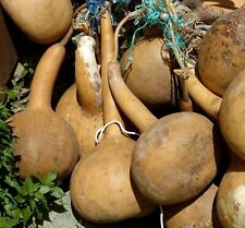 Dipper gourd garden for sale  Sanford