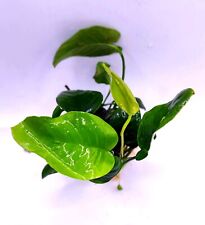 Anubias nana for sale  KETTERING