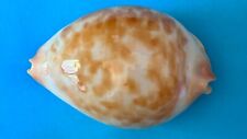 Used, SEASHELL ZOILA JEANIANA WALKERI GEM - 76.3 MM for sale  Shipping to South Africa