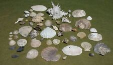 Rare sea shell for sale  CARDIFF