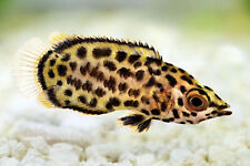 Leopard bush fish for sale  UK