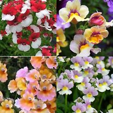 Nemesia galaxy sundrops for sale  CHIGWELL