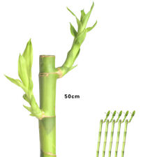 Glücksbambus lucky bamboo gebraucht kaufen  Markkleeberg