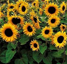 Little dorrit sunflower for sale  LONDON