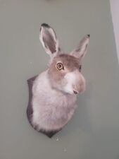 Amazing mountain hare for sale  KINGSWINFORD
