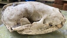 Badger skull for sale  STROUD